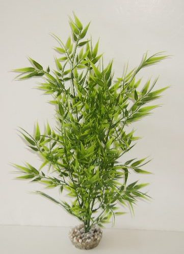 Plant 50 cm