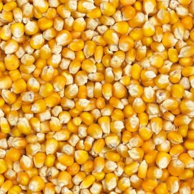 Volle gele Franse maïs 20 kg